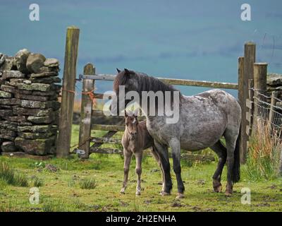 hardy Grey mare e il suo giovane nemico si levano in piedi insieme al sole accanto a 5 bar gate sullo skyline in altopiano campane sopra Eden Valley in Cumbria, Inghilterra, Regno Unito Foto Stock