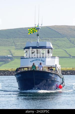 La nave passeggeri 'Draiocht' per l'osservazione dei delfini che ritorna a Dingle Marina, Dingle (un Daingean), Penisola di Dingle, Contea di Kerry, Repubblica d'Irlanda Foto Stock