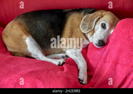 Vecchio cane Beagle che dorme su una coperta di fucsia. Cane addormentato e sognante Foto Stock
