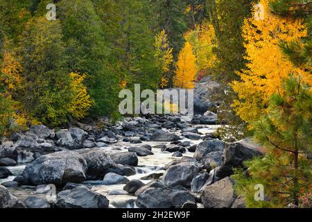 Gli alberi in colori autunnali si allineano a Icicle Creek nelle Cascate di Washington mentre l'acqua passa grandi massi nel letto del torrente Foto Stock