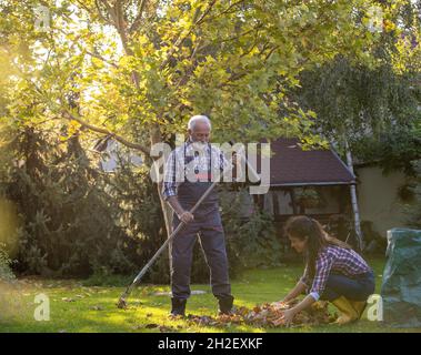 Padre, uomo più anziano e figlia graziosa che raccoglie le foglie in giardino in autunno Foto Stock