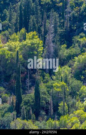 splendidi alberi verdi e boschi in varie tonalità e sfumature di verde sull'isola greca di zakyntbos in zante grecia, cipressi Foto Stock