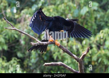 Un anhinga, o serpente, prendere il sole per asciugare le sue ali nel Parco Nazionale di Tortuguero, Costa Rica. Foto Stock