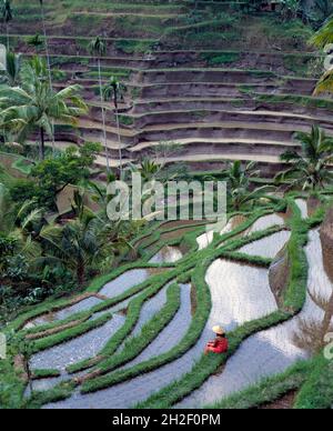 Indonesia. Isola di Bali. Agricoltura. Terrazze di riso vicino a Ubud. Foto Stock