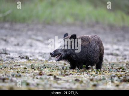 Cinghiale (sus scrofa ferus) che cammina nel fango sulla costa fluviale accanto alla foresta in autunno. Fauna selvatica in habitat naturale. Espressione divertente del volto Foto Stock