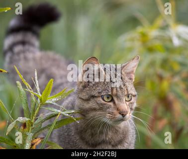 Ritratto di gatto selvatico europeo (felis silvestris) con coda larga elevata che cammina in erba sul prato. Fauna selvatica in habitat naturale Foto Stock