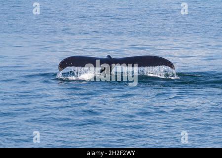 Una Whale Humpback solleva la coda mentre si tuffa nella Baia di Samana, Repubblica Dominicana. Foto Stock