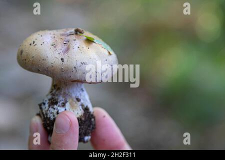 mani che tengono un fungo commestibile selvaggio nella foresta d'autunno Foto Stock