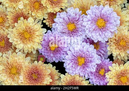 Gruppo denso di crisantemi - Asheville, Carolina del Nord, USA Foto Stock