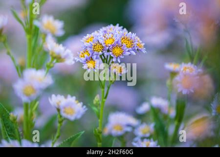 Tatarian aster (Aster tataricus) - Asheville, Carolina del Nord, Stati Uniti Foto Stock