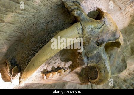 Una parte del cranio con denti di una tigre a denti di sciabola (Smilodon) Foto Stock