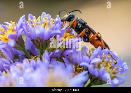 Great Golden Digger Wasp (Sphex ichneumoneus) - Asheville, Carolina del Nord, Stati Uniti Foto Stock