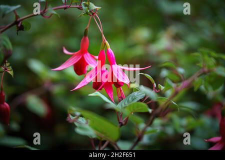 Primo piano di Fuchsia magellanica, noto anche come hummingbird o hardy fuchsia, è una specie di piante fiorite della famiglia delle primrose serali Onagraceae Foto Stock