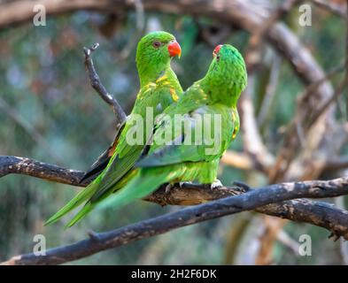 La coppia di corikeet (Trichoglossus chlorolepidotus) scottati su un ramo. Foto Stock