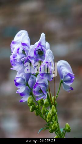 Primo piano di Aconitum x cammarum 'Bicolor' aka fiore di aconite in fiore a fine estate Foto Stock