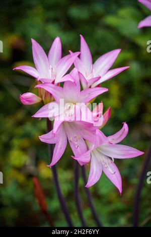 Primo piano di splendidi fiori di Amarcrinum x rosa (generi x Amaryllis e crinum) in piena fioritura, giardini cinti da mura del castello di Penrhyn, Bangor Galles UK Foto Stock