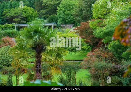 Primo piano di un mulino cinese palma aka mulino a vento o palma di Chusan (Trachycarpus Fortunei) una specie di palma sempreverde hardy Foto Stock