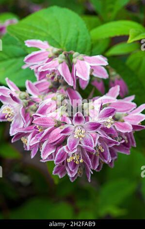 Primo piano di Deutzia x Hybrid Mont Rose fiore cluster un'estate fioritura completamente hardy deciduo cespuglio cespuglio cespuglioso con fiori viola rosa Foto Stock