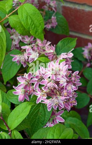 Primo piano di Deutzia x Hybrid Mont Rose fiore cluster un'estate fioritura completamente hardy deciduo cespuglio cespuglio cespuglioso con fiori viola rosa Foto Stock