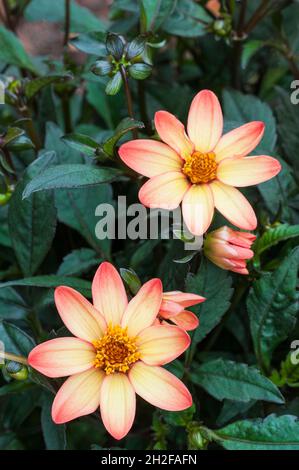 Primo piano della serie Dark Angel Dhalia Star Wars un perenne erbaceo deciduo semidolento giallo rosa e arancione con fogliame di bronzo Foto Stock