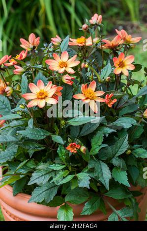 Primo piano della serie Dark Angel Dhalia Star Wars un perenne erbaceo deciduo semidolento giallo rosa e arancione con fogliame di bronzo Foto Stock