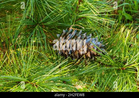 Un cono maturo caduto, imbevuto di resina di cedro, appeso in rami di cedro. La resina di cedro di NUTS è usata nella medicina e nella cottura. Messa a fuoco selettiva. Foto Stock