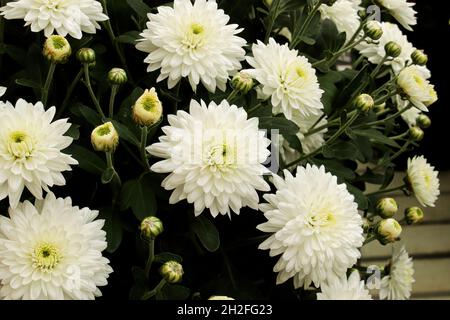 Uno sfondo di bianco giardino mums in crescita Foto Stock