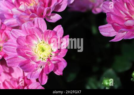 Uno sfondo di mamme rosa giardino con centri gialli Foto Stock