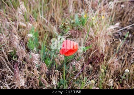 Belle roe papaver comunemente noto come fiore rosso papavero con rugiada nel campo Foto Stock