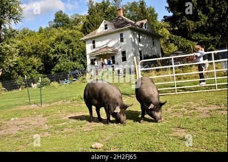 Due porci allevati pasturati in un campo in una fattoria del Midwest con fattoria in background durante un arrosto di maiale, Blanchardville, Wisconsin, Stati Uniti Foto Stock