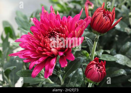 Primo piano di varie mamme rosa giardino in fiore Foto Stock
