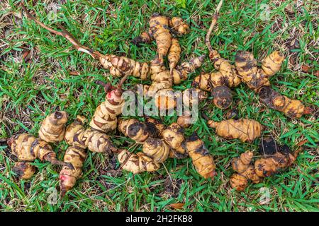 Gruppo di grandi radici di vite smilax - Homosassa, Florida, USA Foto Stock
