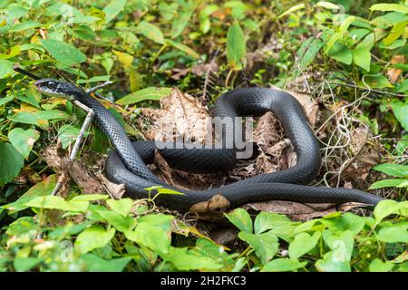 Serpente nero del sud (Coluber Constrictor priapus) che giace su un cespuglio - Rainbow Springs state Park, Dunnellon, Florida, USA Foto Stock