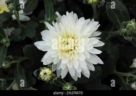 Primo piano di varie mamme da giardino bianche in fiore Foto Stock