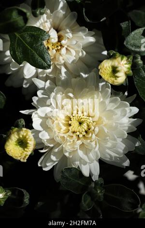 Vaso verticale di varie mamme da giardino bianche Foto Stock