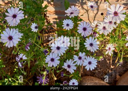 Fiore giallo Iris pseudacoro su sfondo verde sfocato. Fuoco selettivo. Orizzontale Foto Stock