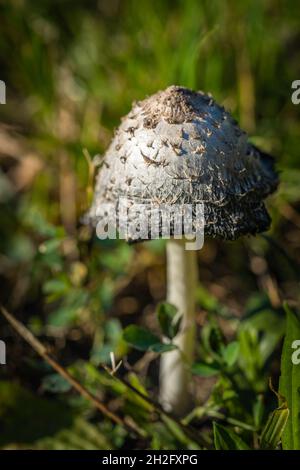 Funghi Shaggy Inkcap (Coprinus comatus) alias il fungo Shaggy Mane/ funghi durante il mese di ottobre in Germania, Europa Foto Stock