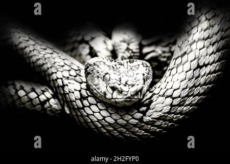 Primo piano ritratto di un vipera in bianco e nero su sfondo nero Foto Stock