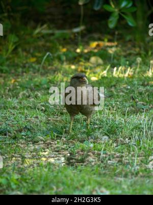 uccello di preda sul campo. chimango Foto Stock