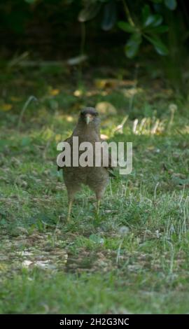 uccello di preda sul campo. chimango Foto Stock