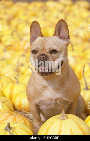 Bulldog francese maschio rosso tan di 5 anni seduto in Patch di zucca Foto Stock