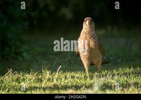 uccello di preda sul campo. chimango Foto Stock