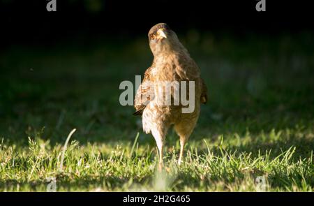 uccello di preda sul campo. chimango Foto Stock