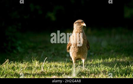 uccello di preda sul campo. chimango Foto Stock