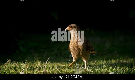 uccello di preda sul campo. chimango Foto Stock