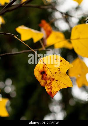 Foglie gialle di un tulipito (Tiriodendron tulipifera) in autunno. Foglia d'oro di un legname di conifere. Foto Stock