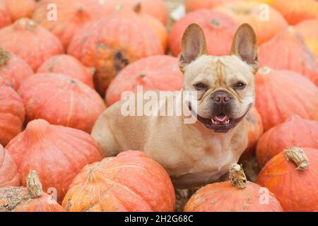 Bulldog francese maschio rosso tan di 5 anni seduto in Patch di zucca Foto Stock