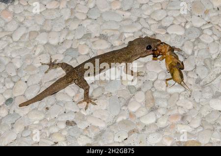 Gecko, Gehyra mutilata, con cricket di Mole, Gryllotalpa sp, prey, Pering, Gianyar, Bali, Indonesia Foto Stock