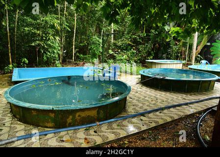 Stagni che occupavano i piccoli lamantini orfani in Bosque da Ciencia prima di ritornare al loro habitat nativo. Taken in Manaus, Brasile, il 30 maggio 2019 Foto Stock