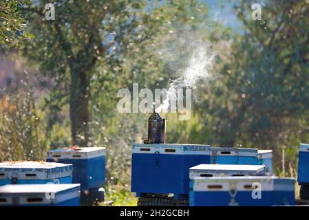 l'apicoltore raccoglie il miele fresco dagli alveari in natura. apicoltura Foto Stock